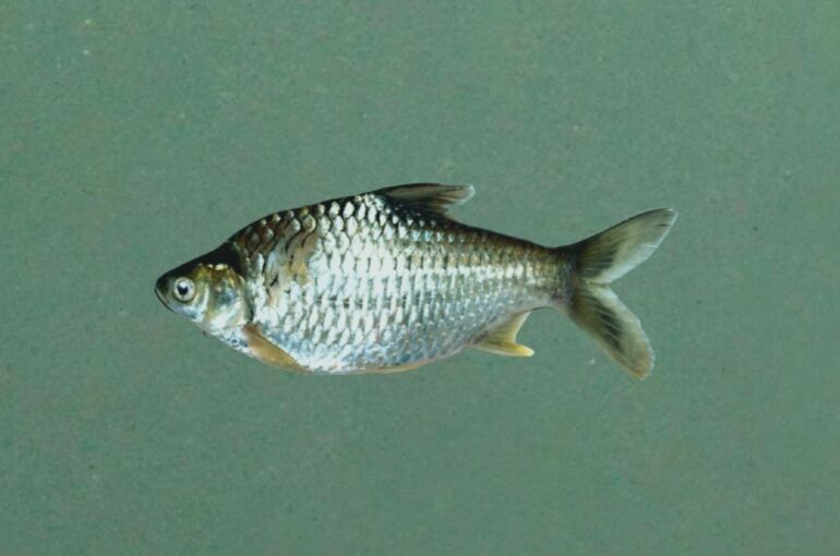 Haridusprogramm Kalade põnev maailm